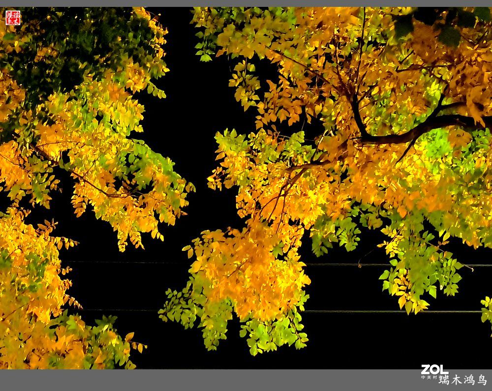 【寻秋记】秋夜  秋叶