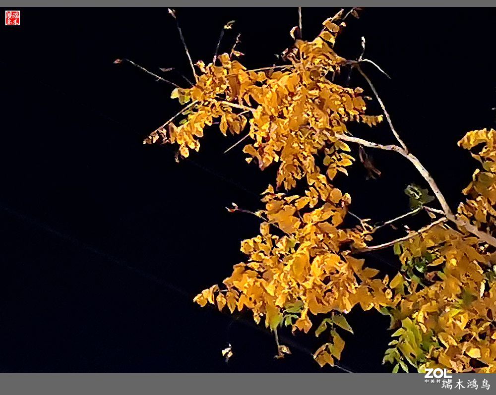 【寻秋记】秋夜  秋叶