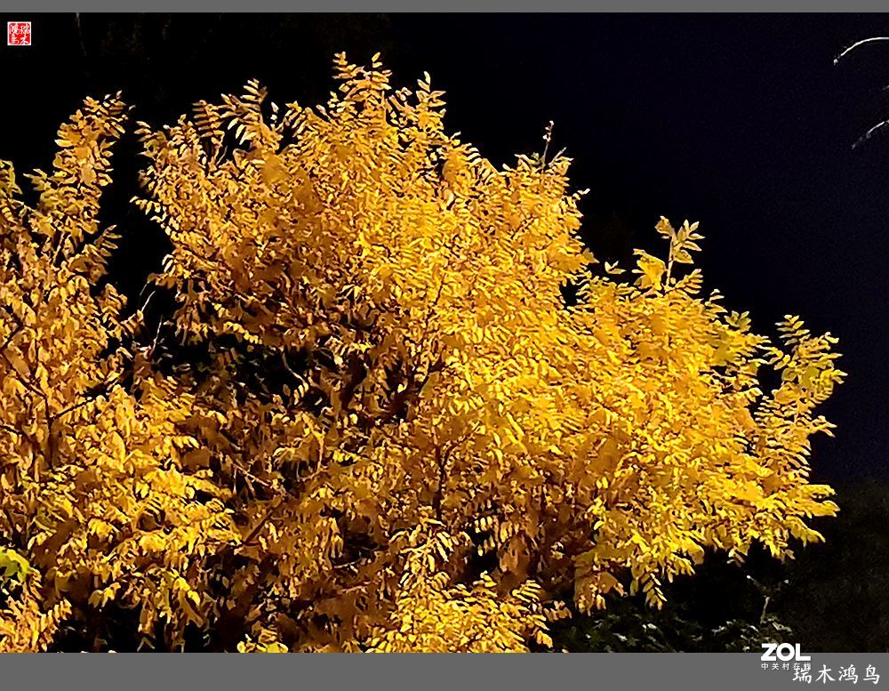 【寻秋记】秋夜  秋叶