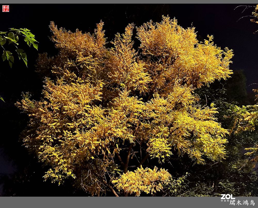 【寻秋记】秋夜  秋叶