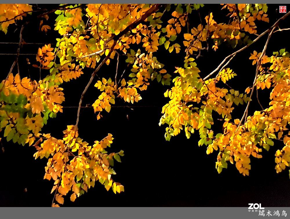 【寻秋记】秋夜  秋叶