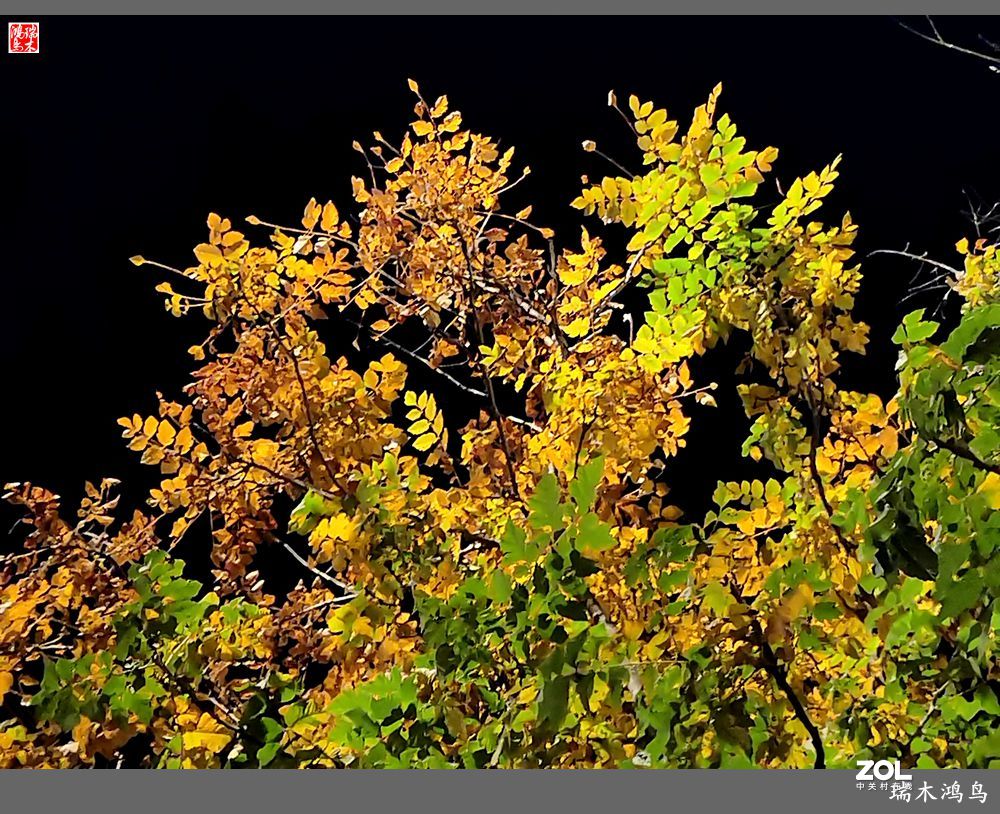 【寻秋记】秋夜  秋叶