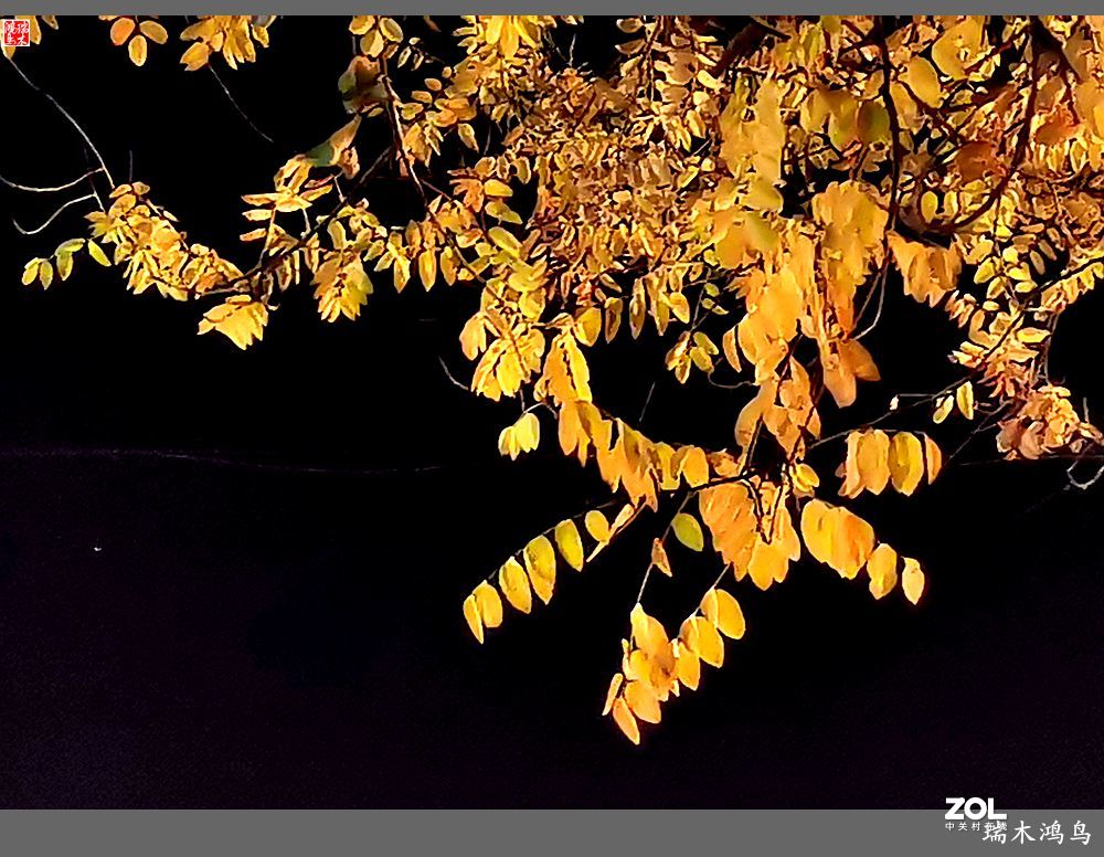 【寻秋记】秋夜  秋叶