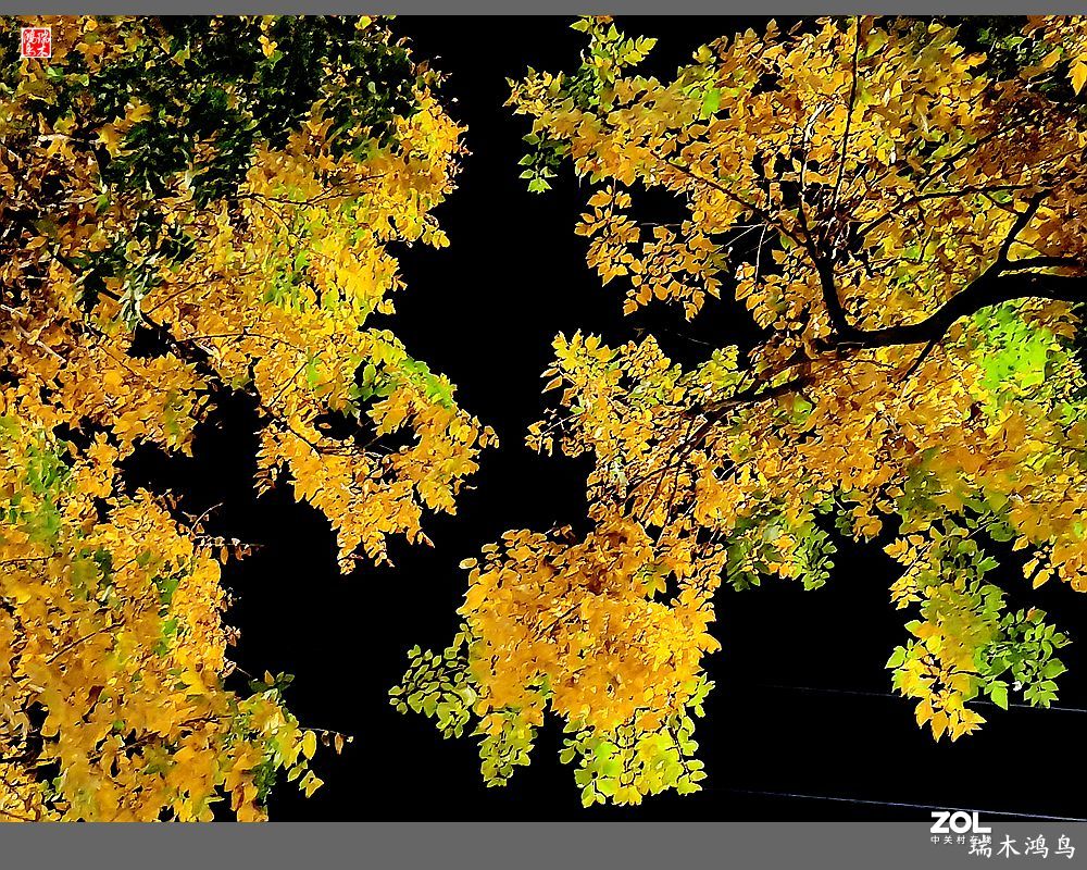 【寻秋记】秋夜  秋叶