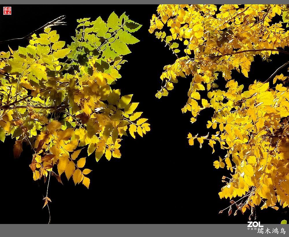 【寻秋记】秋夜  秋叶