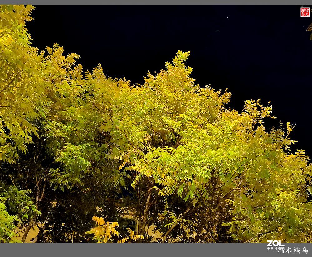 【寻秋记】秋夜  秋叶