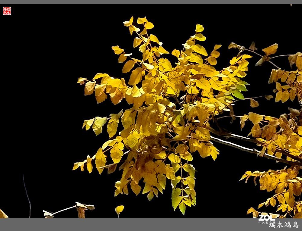 【寻秋记】秋夜  秋叶