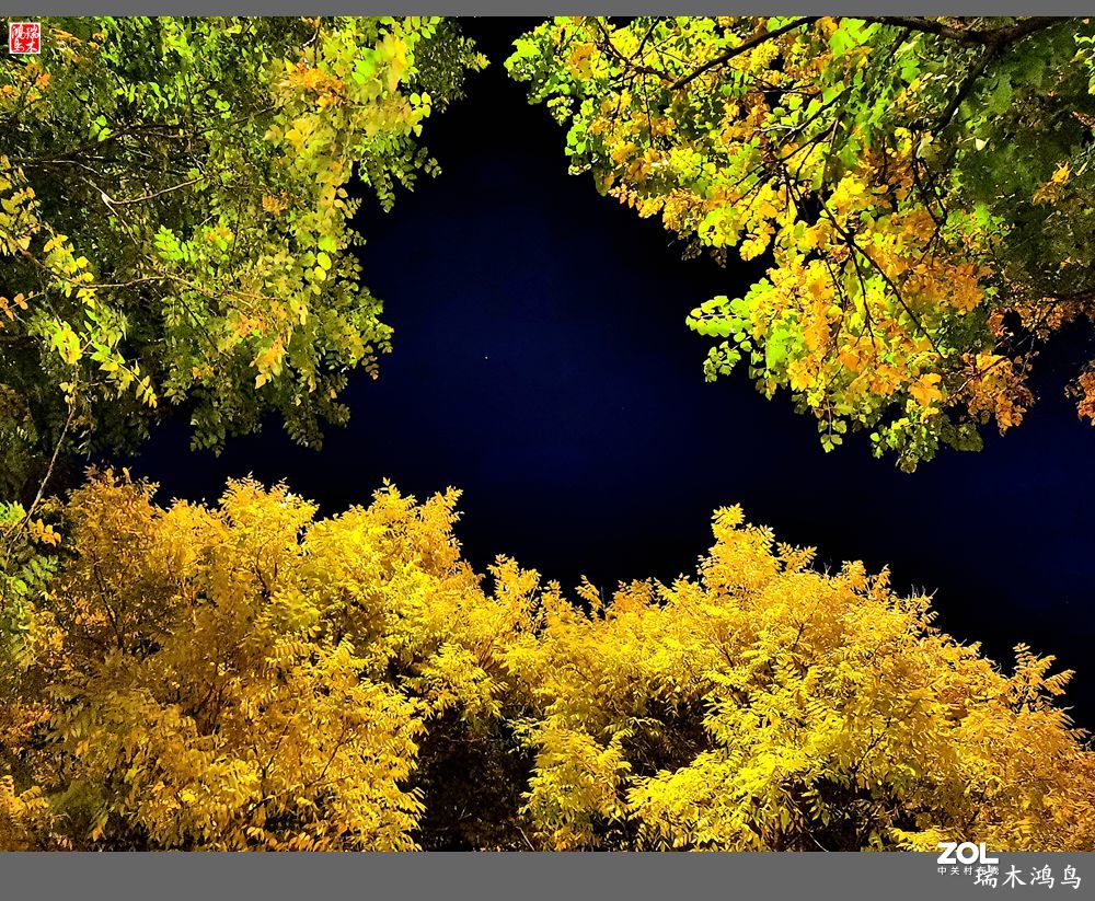 【寻秋记】秋夜  秋叶