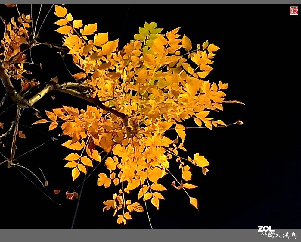 【寻秋记】秋夜  秋叶