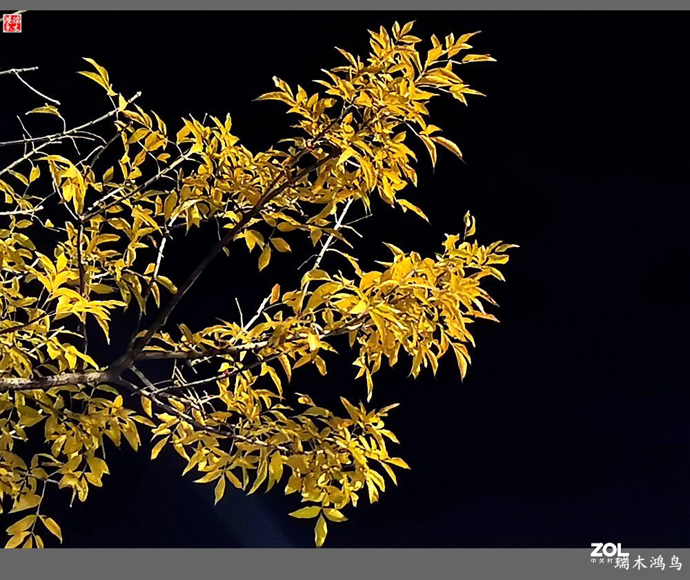 【寻秋记】秋夜  秋叶