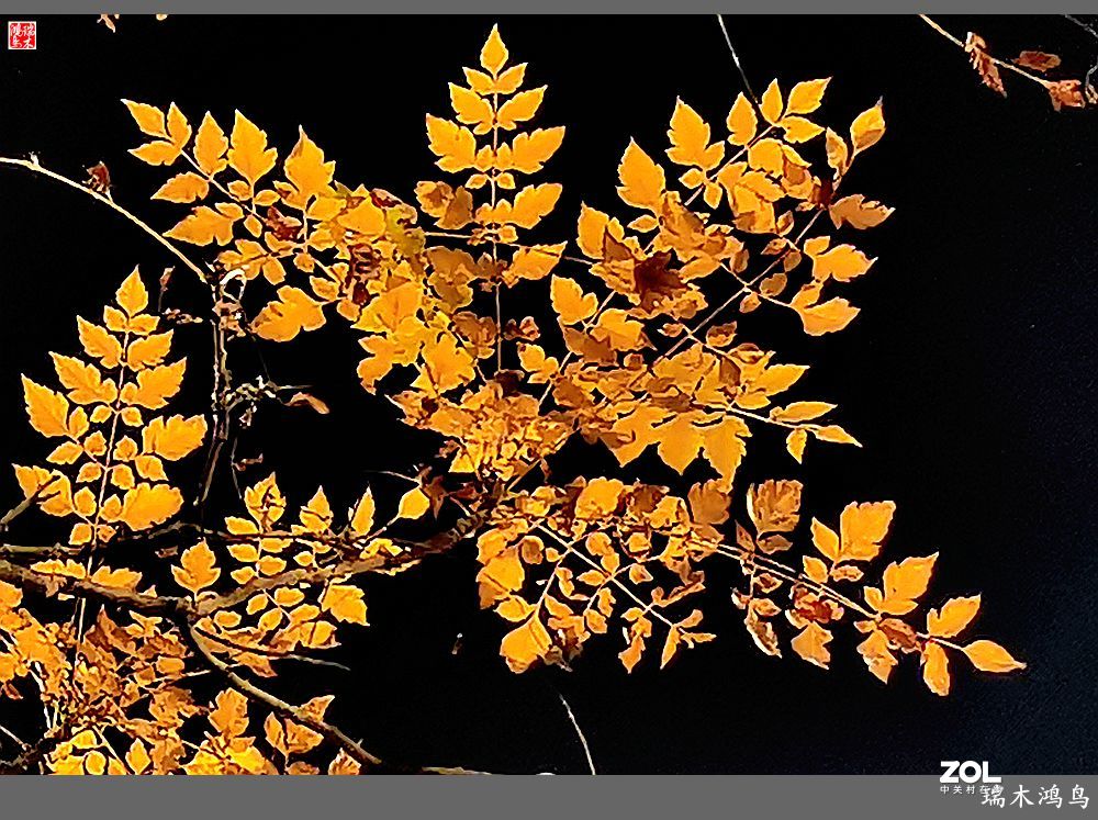 【寻秋记】秋夜  秋叶