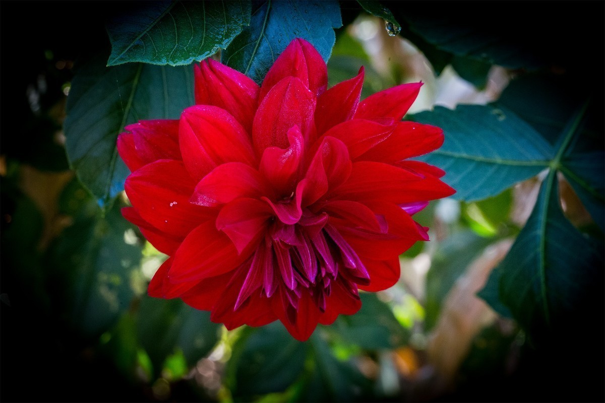 花花草草地瓜花