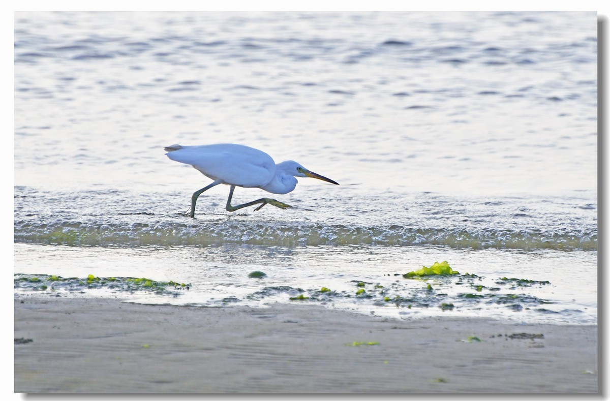 海边白鹭（三）
