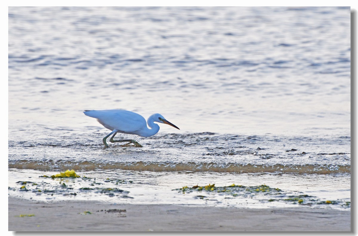 海边白鹭（三）