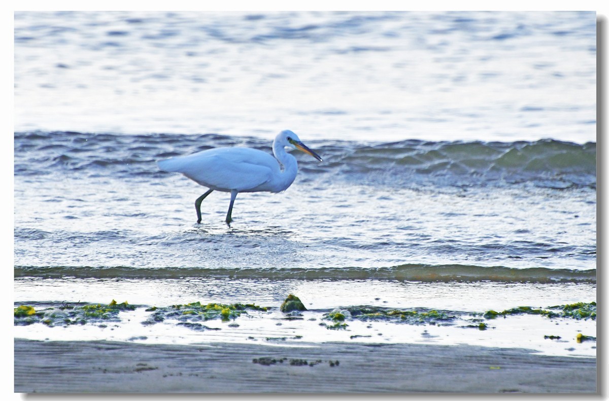 海边白鹭（三）