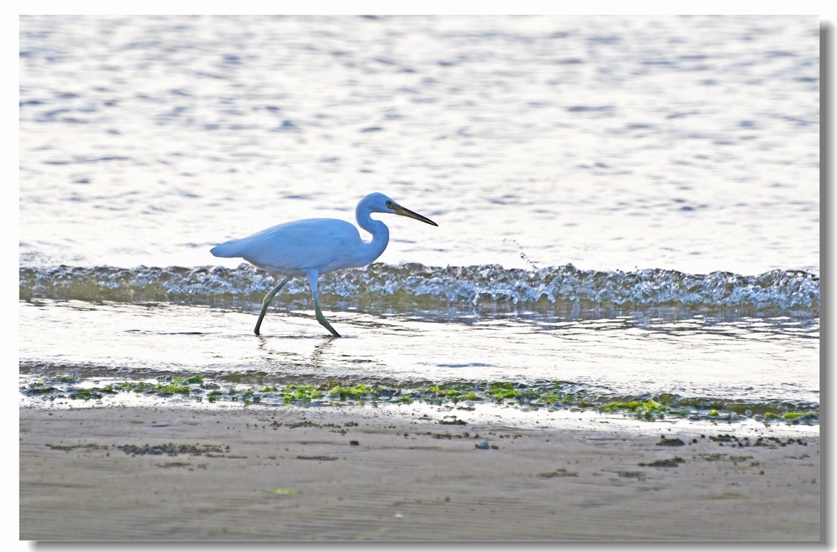 海边白鹭（三）