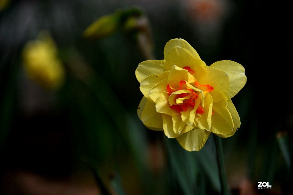 春花之水仙（9P），敬请指导！