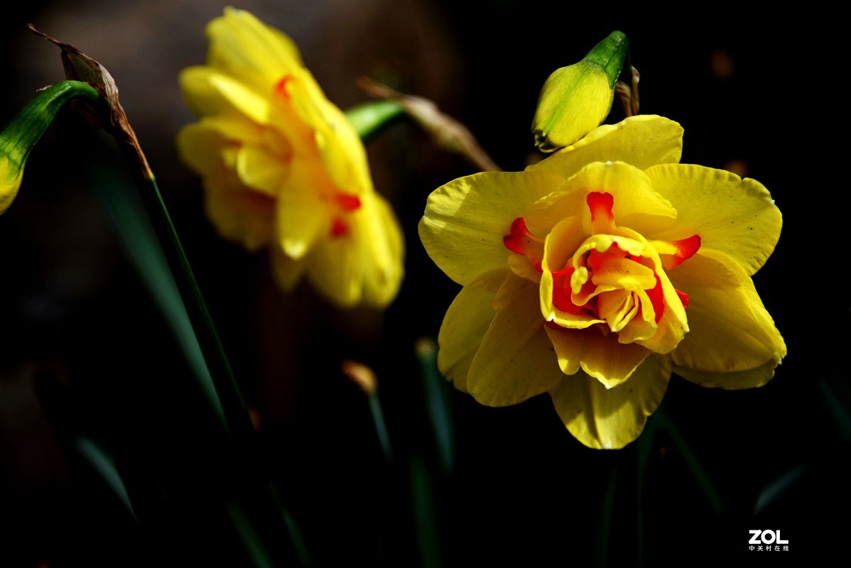 春花之水仙（9P），敬请指导！