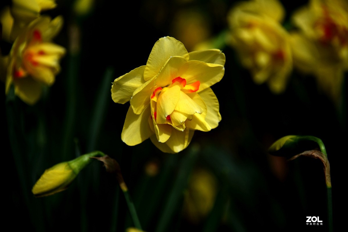 春花之水仙（9P），敬请指导！