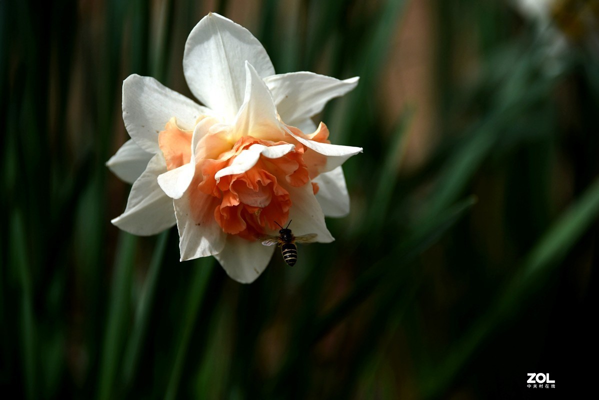 春花之水仙（9P），敬请指导！