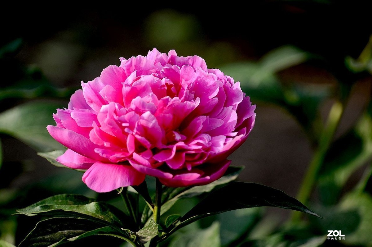 景 山 公 园------芍 药 花