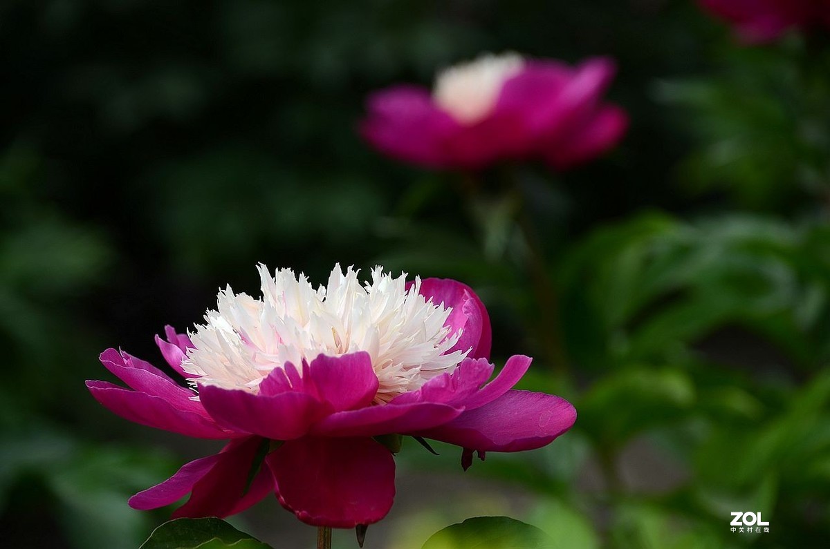 景 山 公 园------芍 药 花