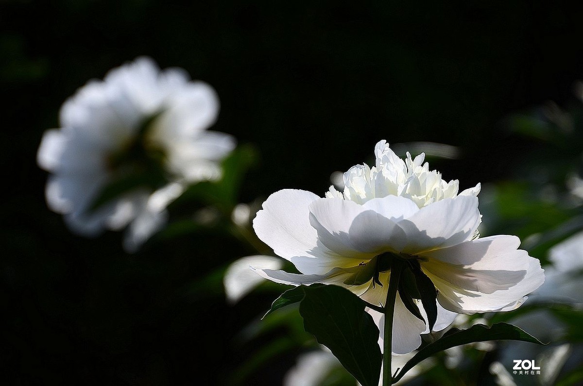 景 山 公 园------芍 药 花