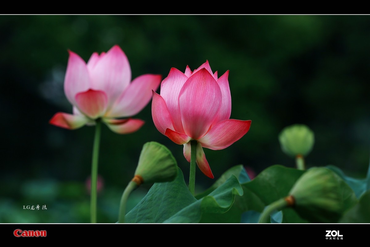 70 200 三代“小白伞”拍荷花顶呱呱