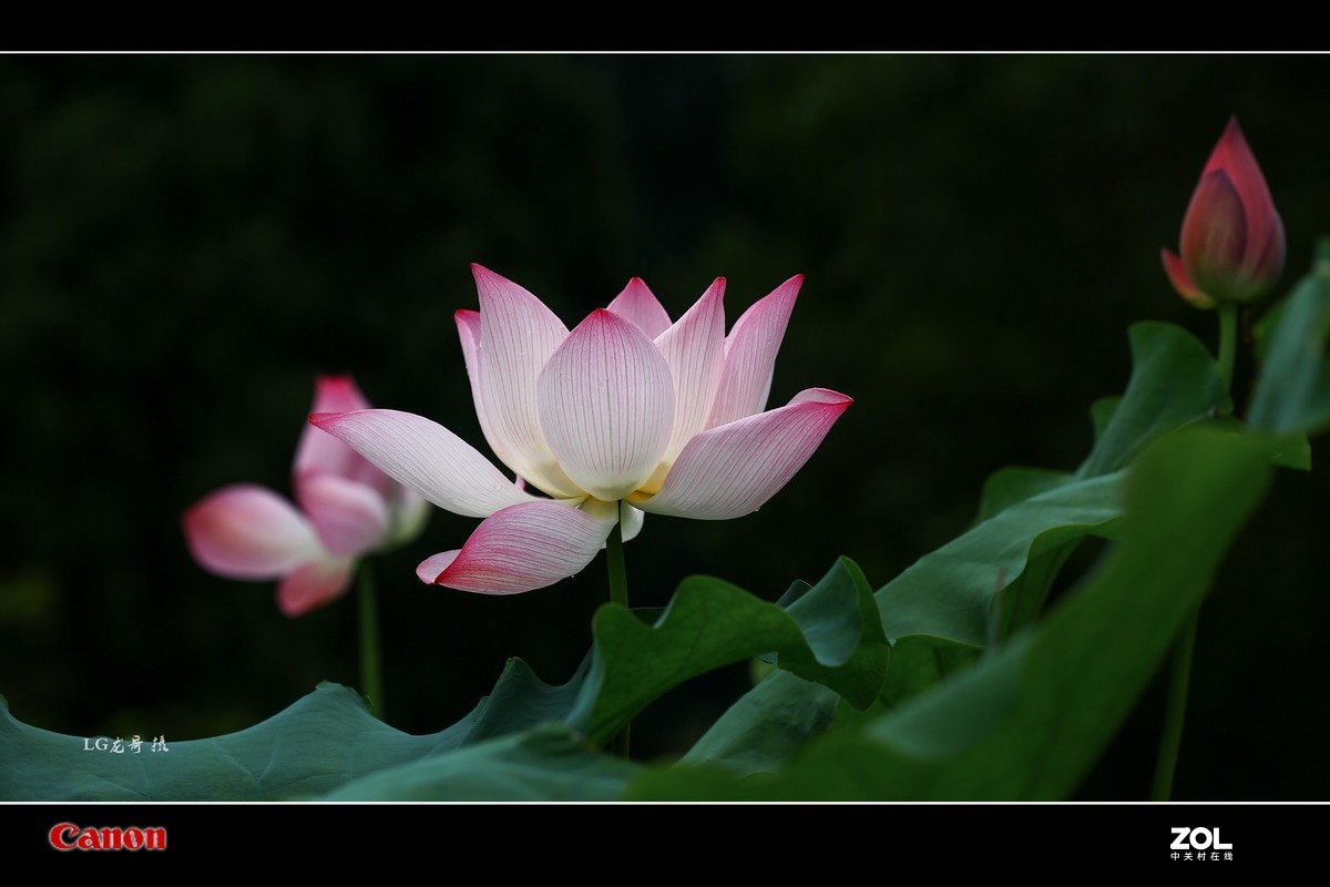 70 200 三代“小白伞”拍荷花顶呱呱