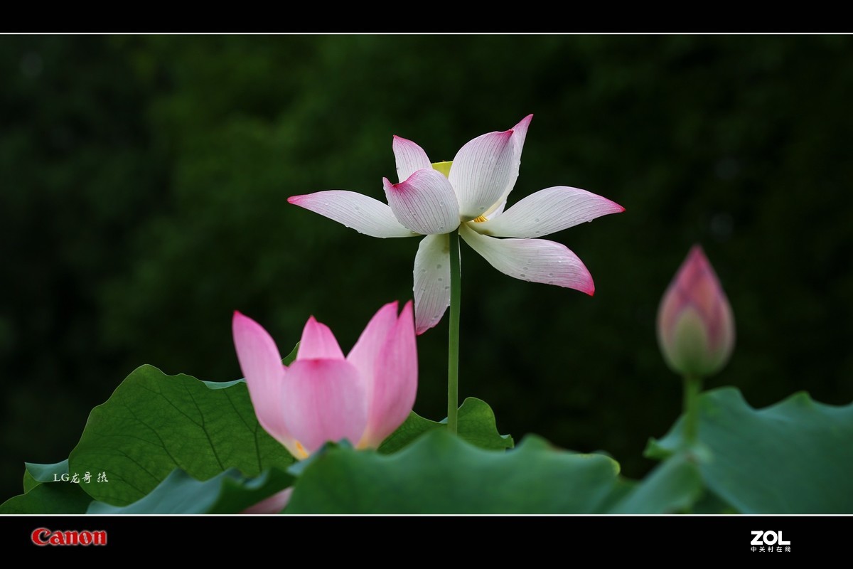 70 200 三代“小白伞”拍荷花顶呱呱