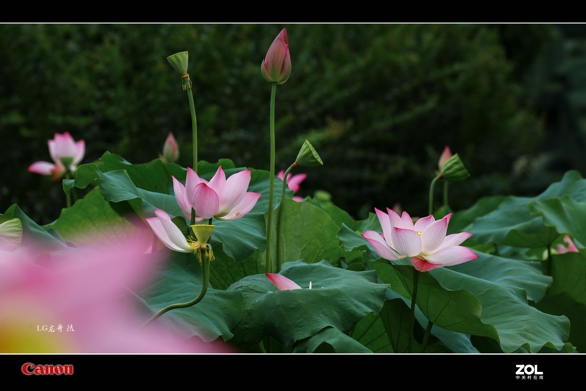 70 200 三代“小白伞”拍荷花顶呱呱