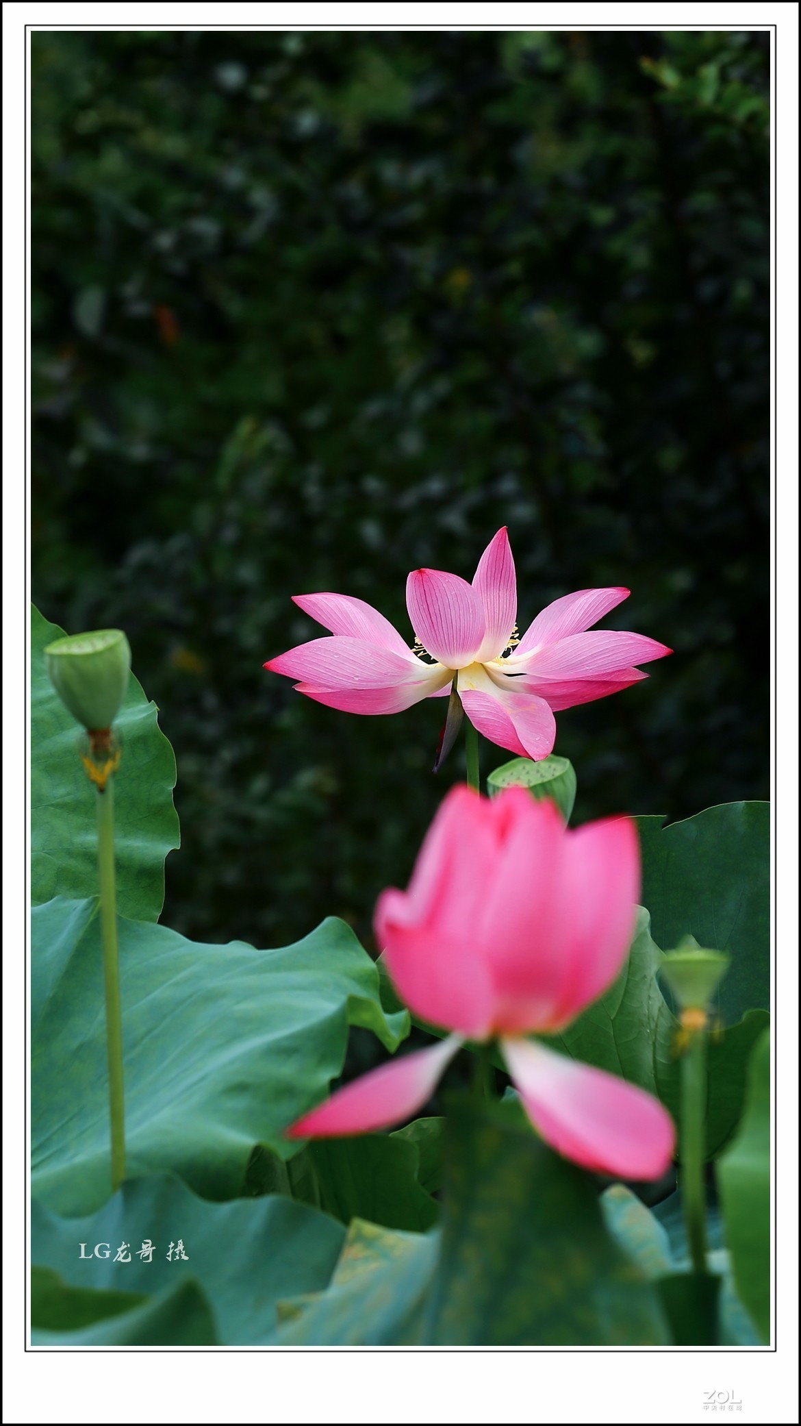 70 200 三代“小白伞”拍荷花顶呱呱