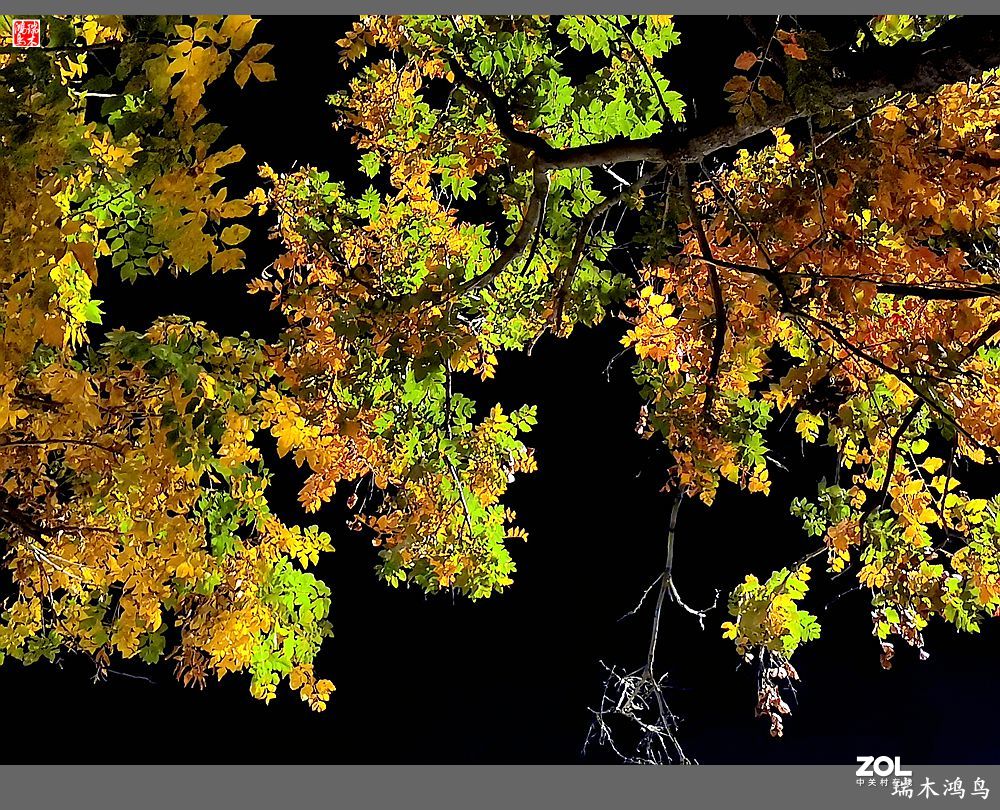 【寻秋记】秋夜  秋叶