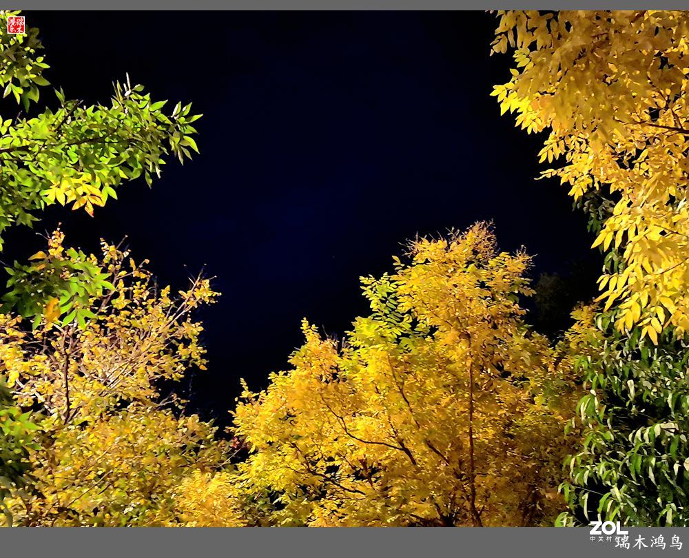 【寻秋记】秋夜  秋叶