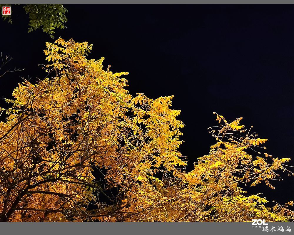 【寻秋记】秋夜  秋叶