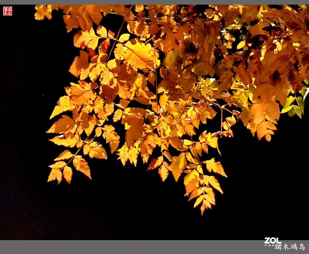 【寻秋记】秋夜  秋叶