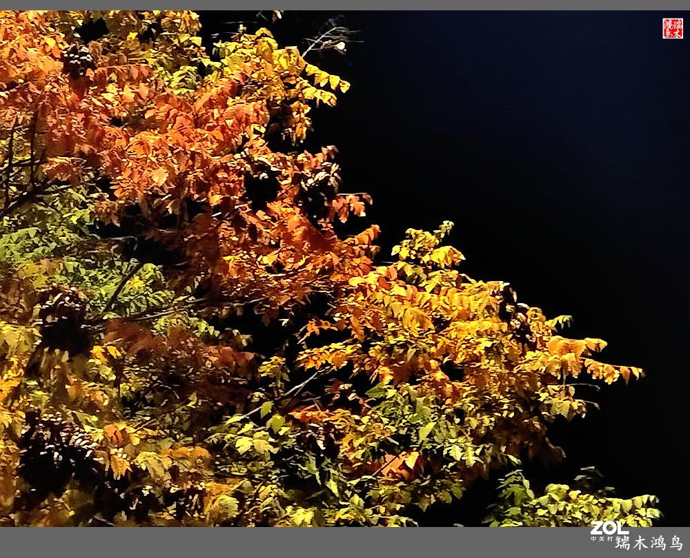 【寻秋记】秋夜  秋叶