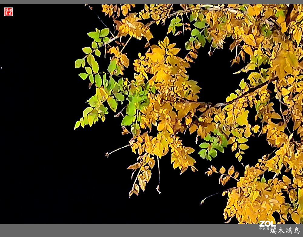 【寻秋记】秋夜  秋叶