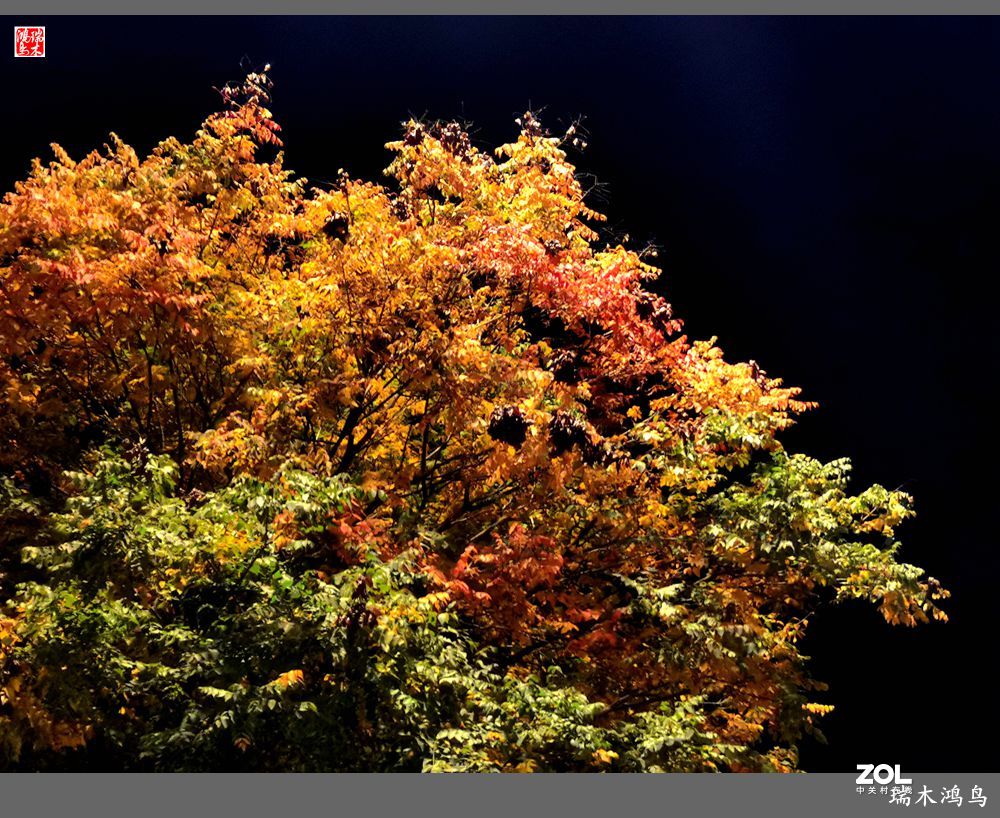 【寻秋记】秋夜  秋叶