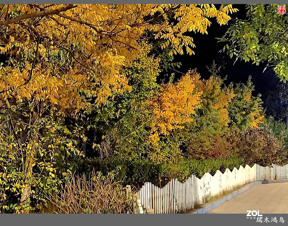 【寻秋记】秋夜  秋叶