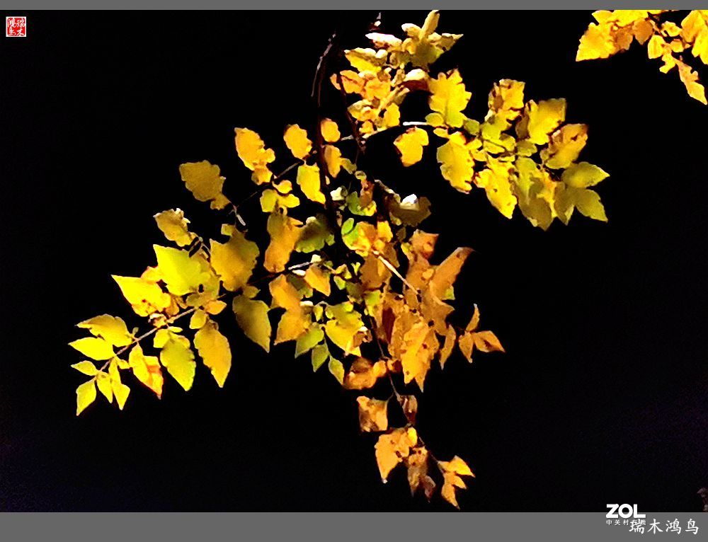 【寻秋记】秋夜  秋叶