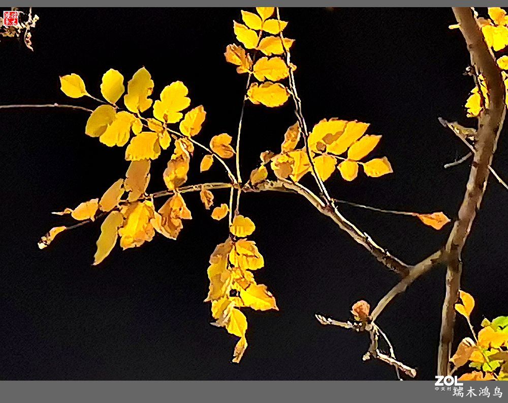 【寻秋记】秋夜  秋叶