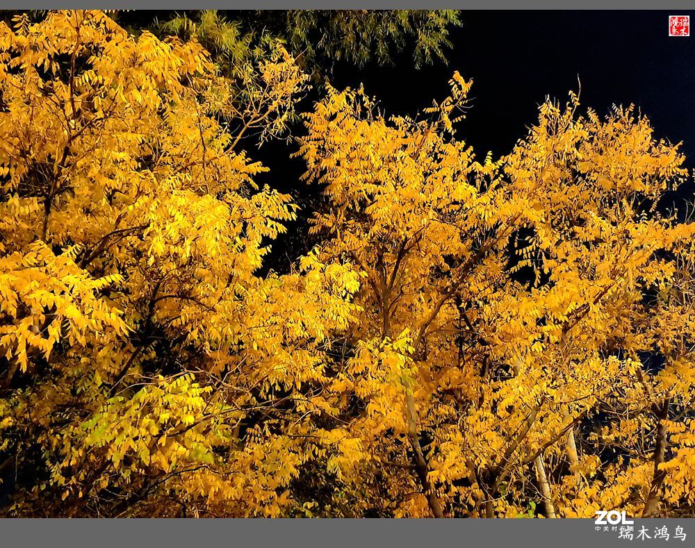 【寻秋记】秋夜  秋叶