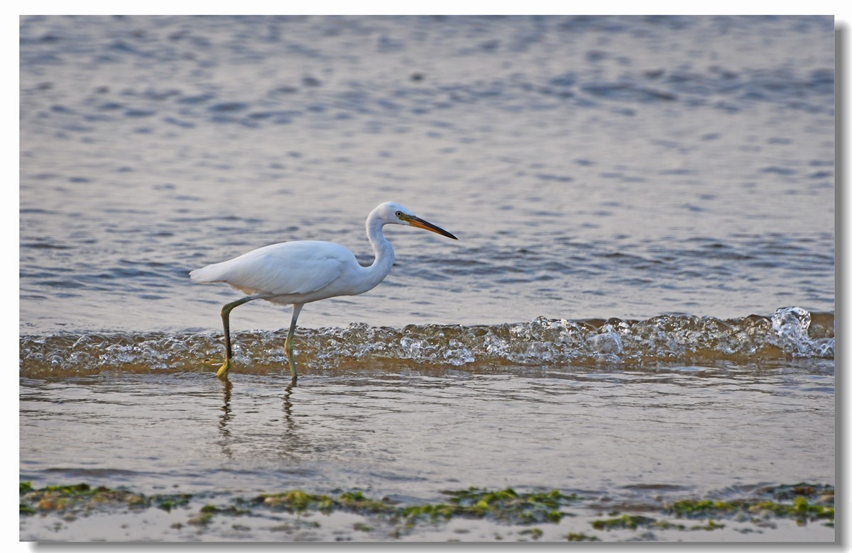 海边白鹭（三）