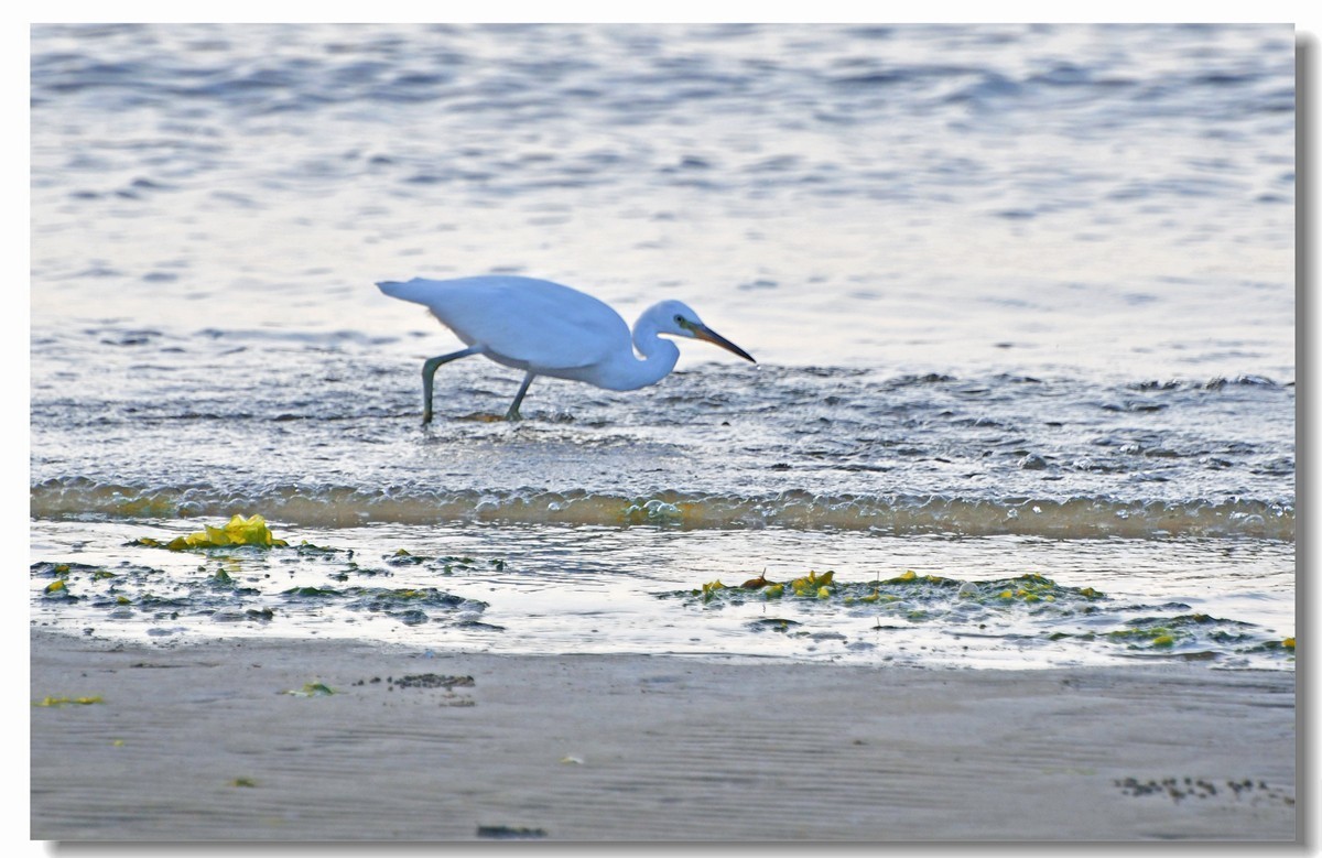 海边白鹭（三）