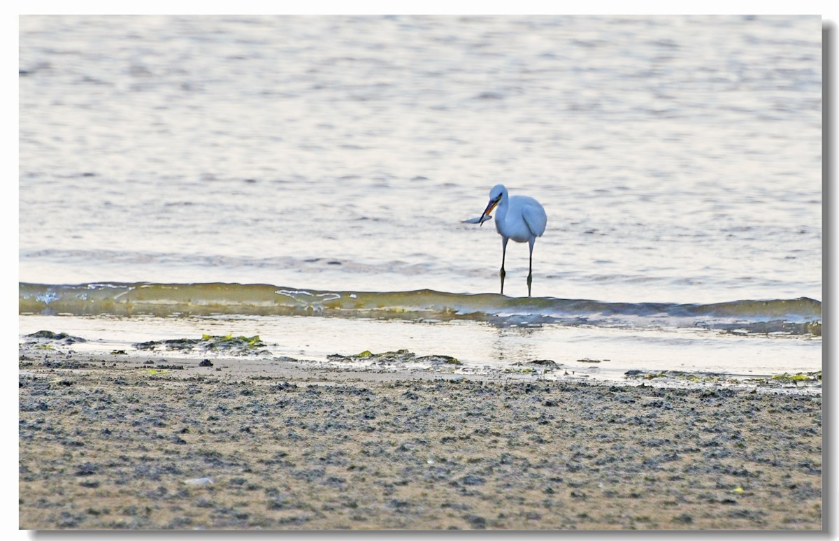 海边白鹭（三）
