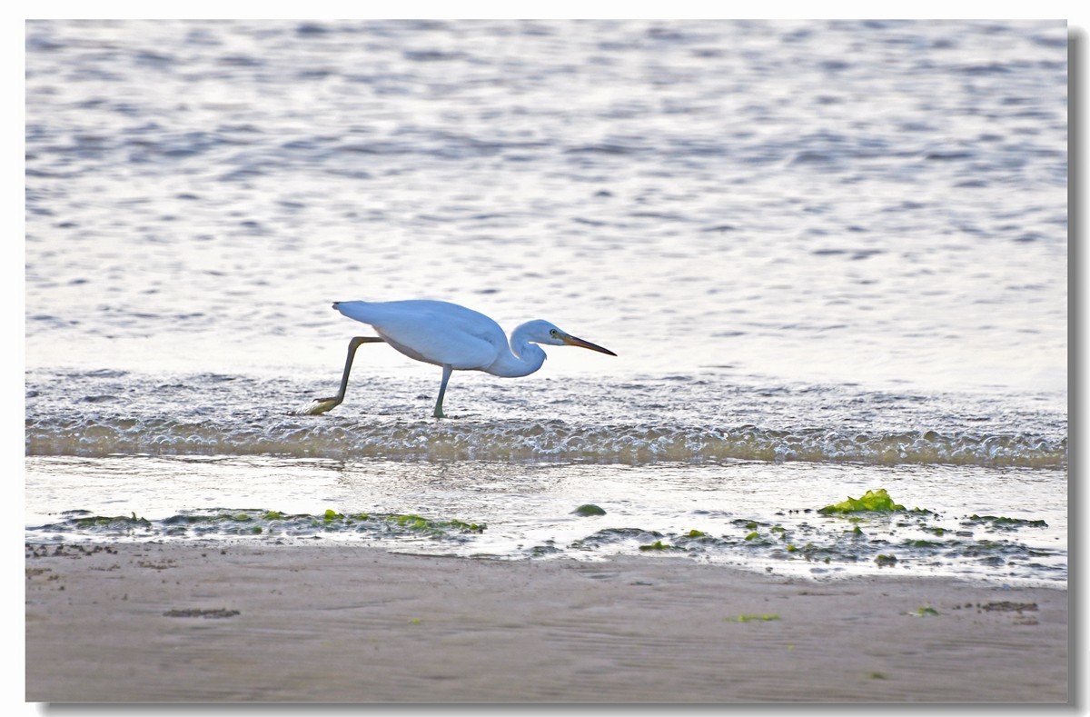 海边白鹭（三）