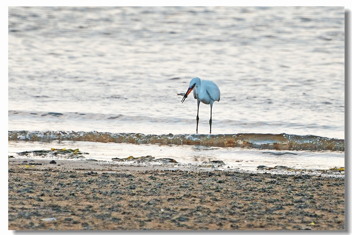 海边白鹭（三）