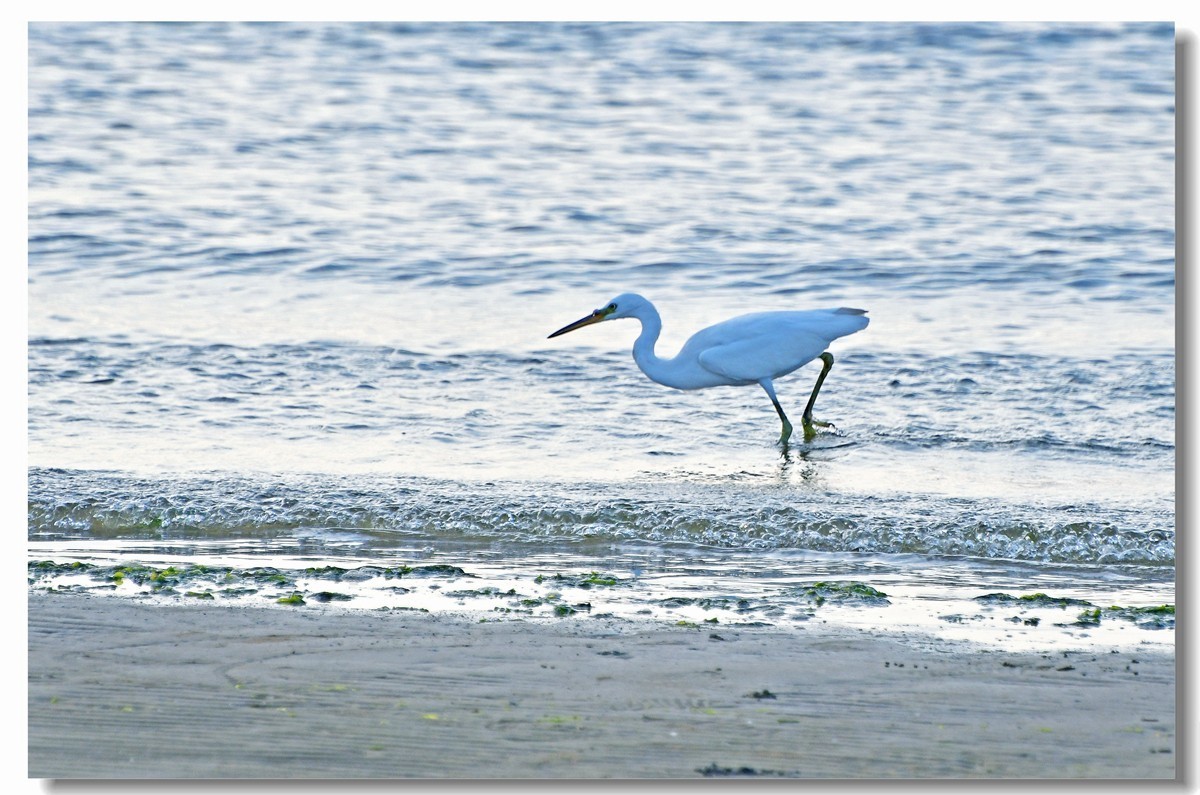 海边白鹭（三）