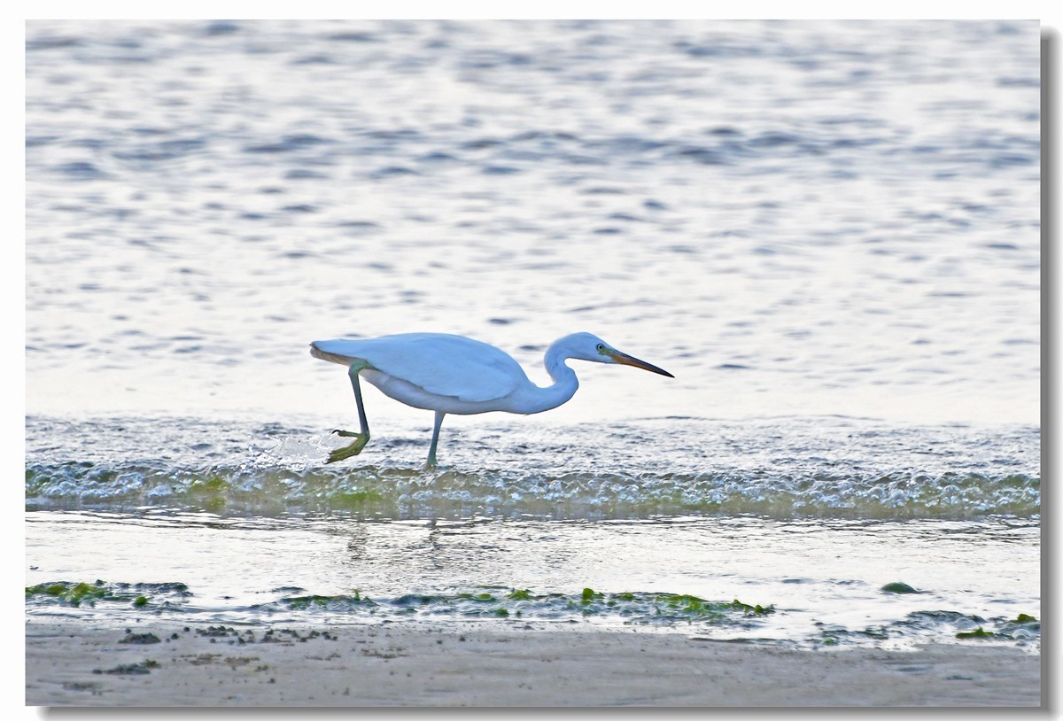 海边白鹭（三）